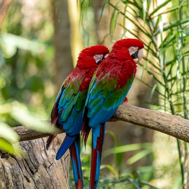 Guacamayo de alas verdes.