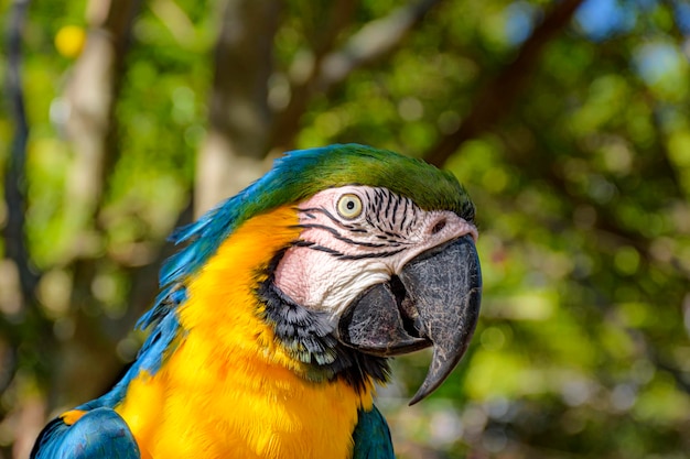 Foto el guacamayo se alza en una rama con la vegetación de la selva tropical brasileña detrás