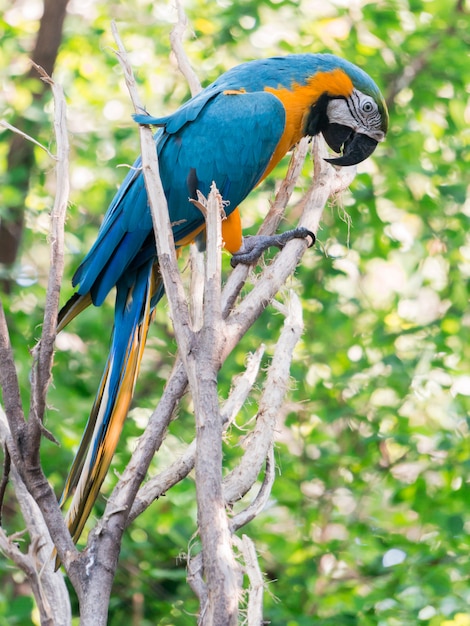 Guacamayo amarillo y azul