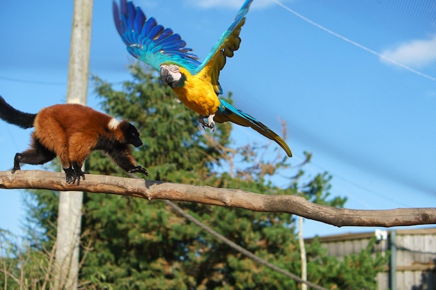 Guacamayo amarillo vuela sobre un mono macaco en una rama Foto divertida