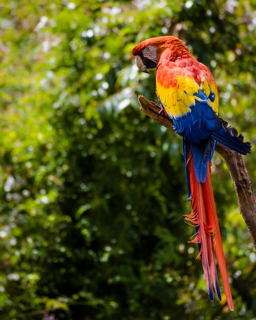 Foto guacamayo ara