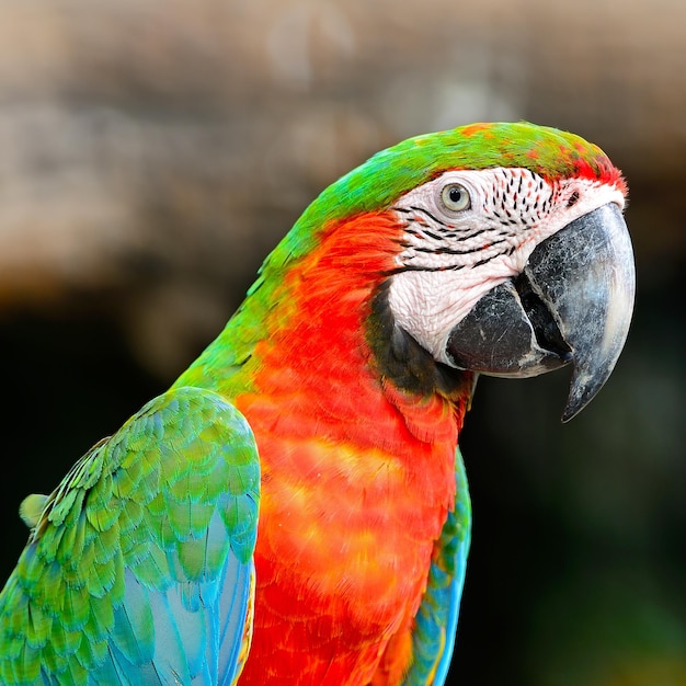 guacamayo arlequín