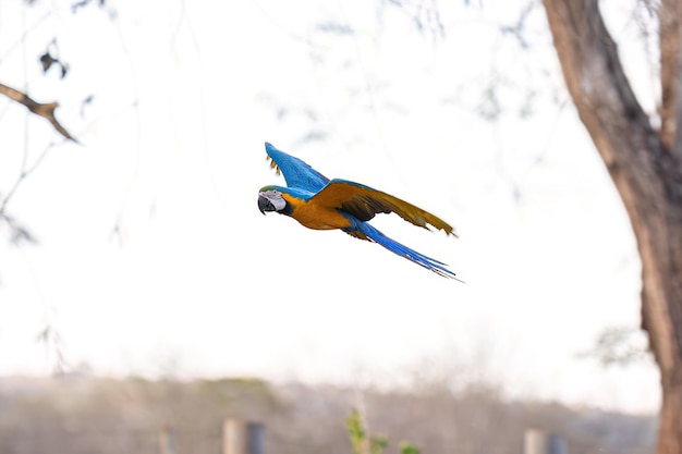 Guacamayo azul y amarillo adulto de la especie Ara ararauna