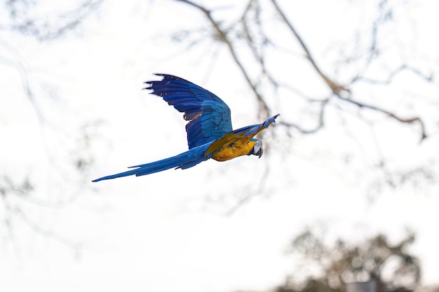 Guacamayo azul y amarillo adulto de la especie Ara ararauna