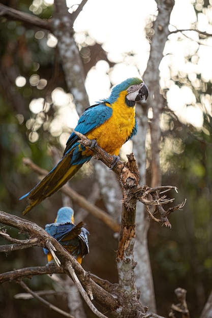 Guacamayo azul y amarillo adulto de la especie Ara ararauna