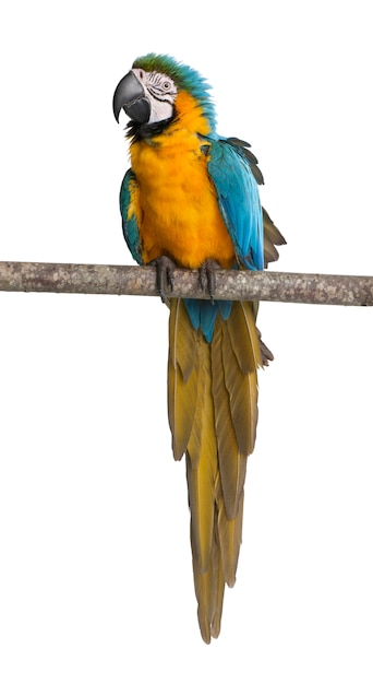 Guacamayo azul y amarillo, Ara ararauna, posado en la rama