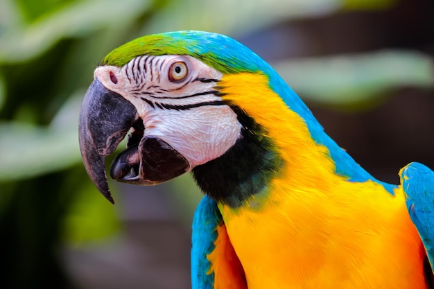 Un guacamayo azul y amarillo con un pico negro.