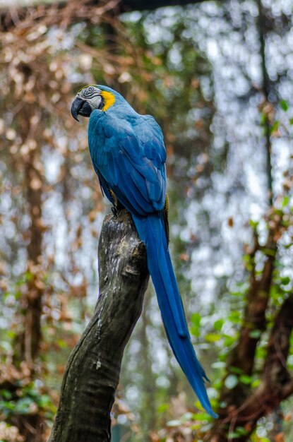 Foto un guacamayo azul y amarillo se sienta en una rama.