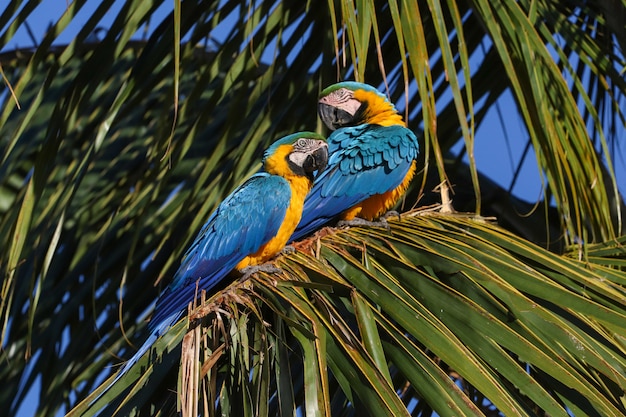 Guacamayo azul y amarillo