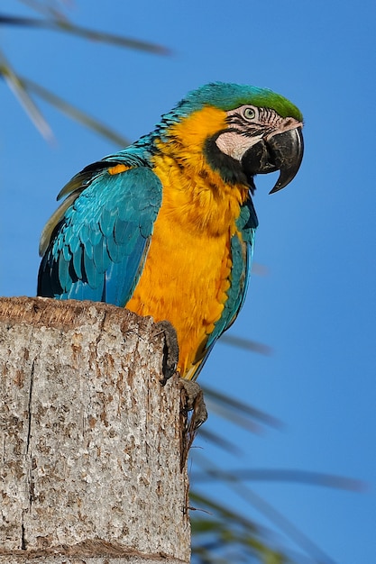 Guacamayo azul y amarillo