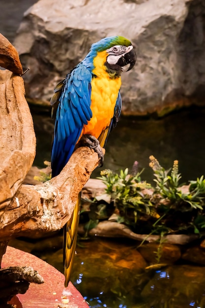 Guacamayo azul y dorado (Ara ararauna) está de pie en la rama del árbol.