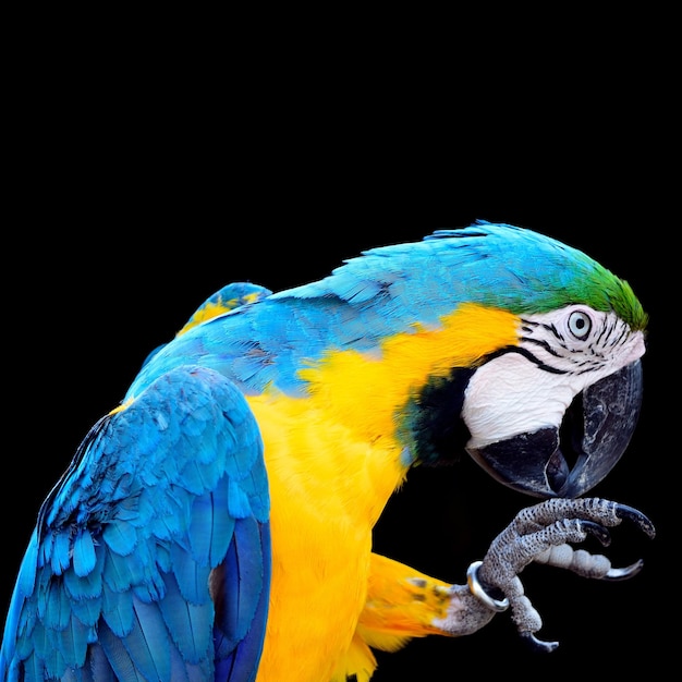 Guacamayo azul y dorado