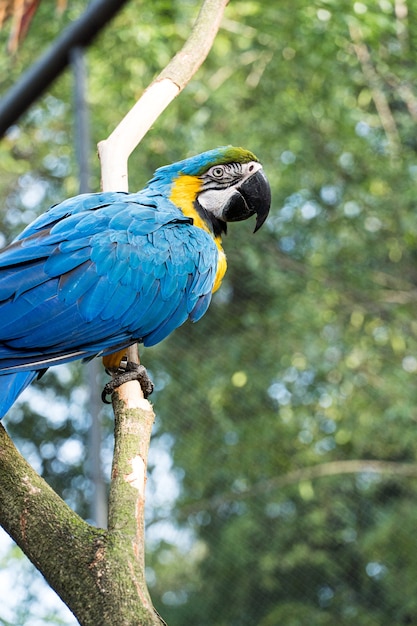 Guacamayo Caninde comiendo y volando libremente dentro de un parque. Arara Caninde es originaria de Brasil.