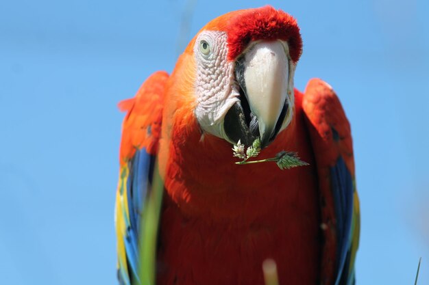 Foto el guacamayo escarlata