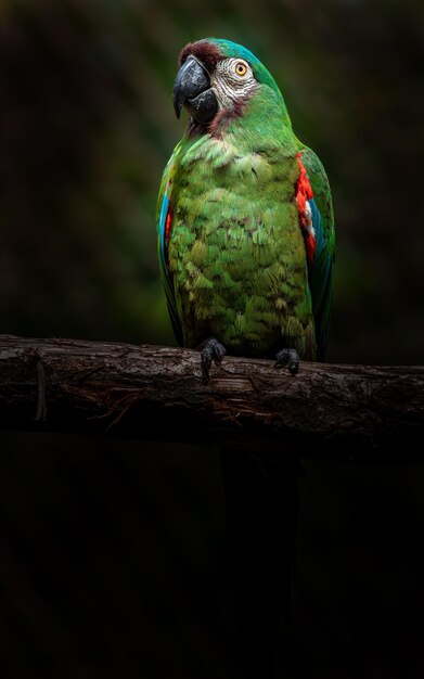 Foto el guacamayo de frente castaña