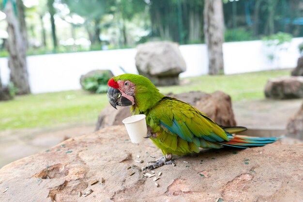 Foto el guacamayo de garganta azul