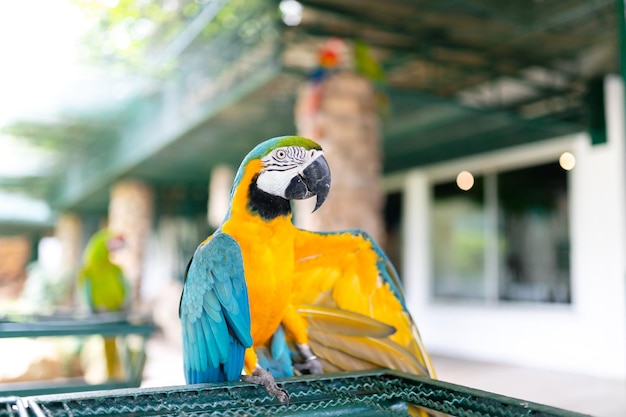 Foto el guacamayo de garganta azul