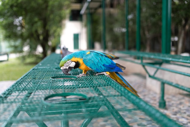 Foto el guacamayo de garganta azul