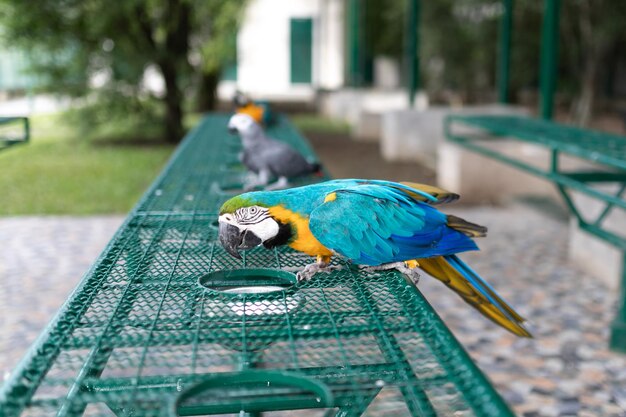 Foto el guacamayo de garganta azul