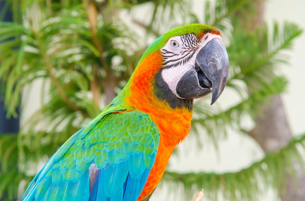 Guacamayo hermoso