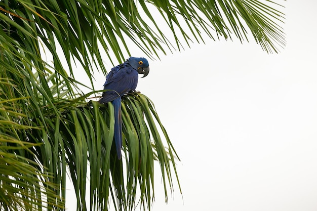 Guacamayo jacinto de cerca en una palmera en el hábitat natural