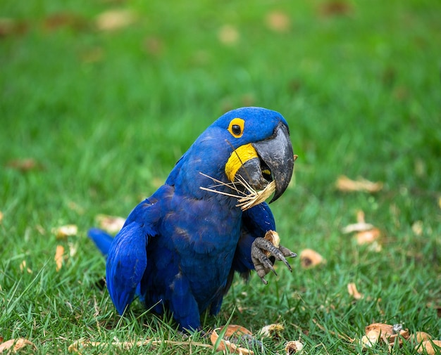 Guacamayo jacinto está sentado en la hierba y comiendo nueces