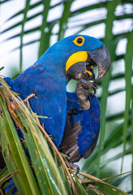 Guacamayo jacinto está sentado en una palmera y comiendo nueces