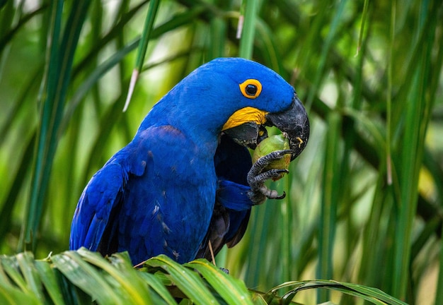 Guacamayo jacinto está sentado en una palmera y comiendo nueces