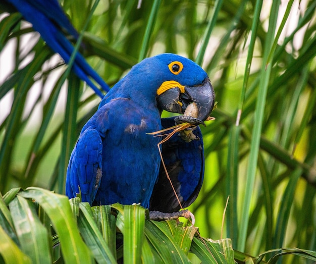 Guacamayo jacinto está sentado en una palmera y comiendo nueces