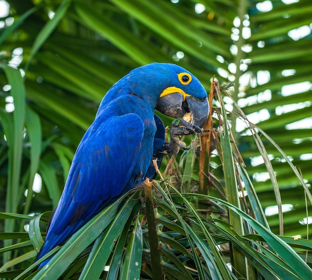 Guacamayo jacinto está sentado en una palmera y comiendo nueces