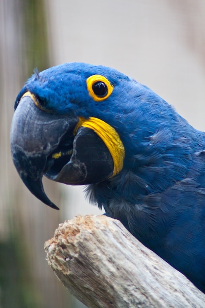 El guacamayo jacinto