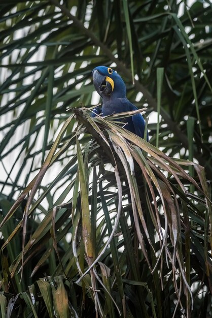 Guacamayo JacintoBosque Pantanal Brasil