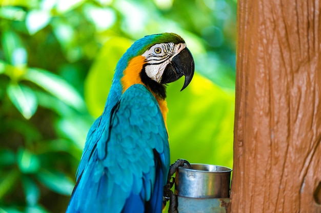 Guacamayo loro amarillo azul sentado en la rama.