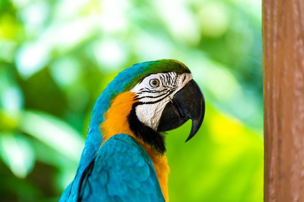 Guacamayo loro amarillo azul sentado en la rama.