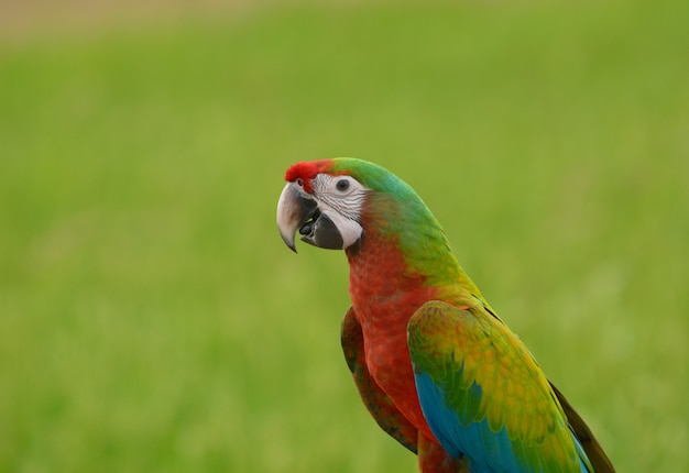 Guacamayo pájaro, pájaro hermoso