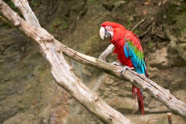 Guacamayo en la rama