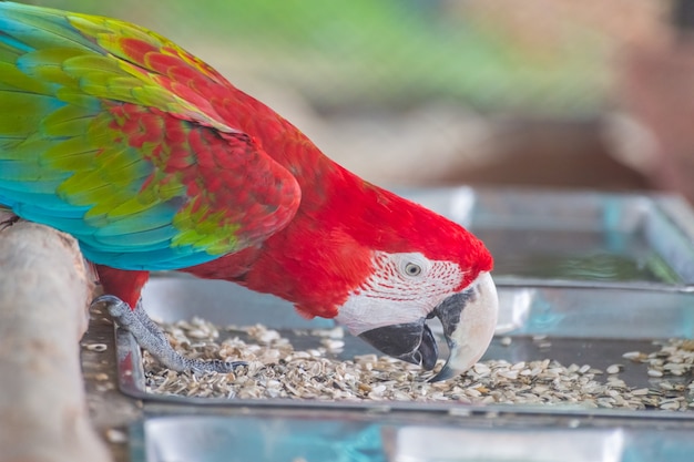 Guacamayo rojo comer comida de la naturaleza con fondo borroso