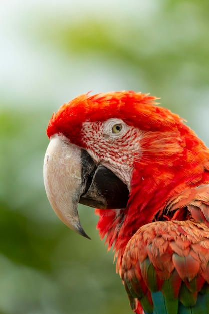 Foto guacamayo rojo y verde ara chloroptera