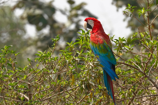 Guacamayo rojo y verde (Ara chloropterus)