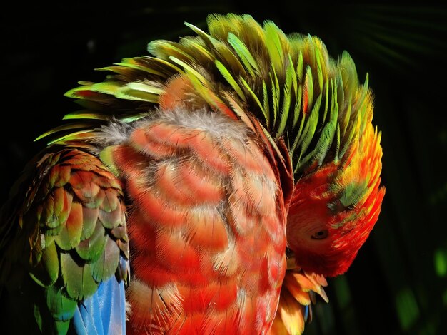 Foto el guacamayo tímido - méxico