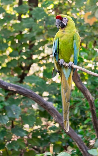 Guacamayo Verde Limon