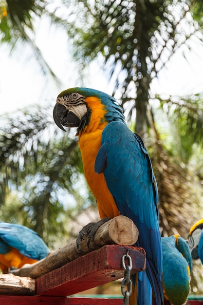 Foto guacamayo