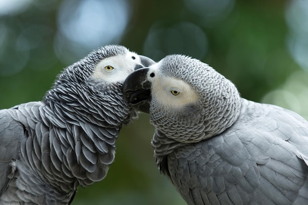 Guacamayo