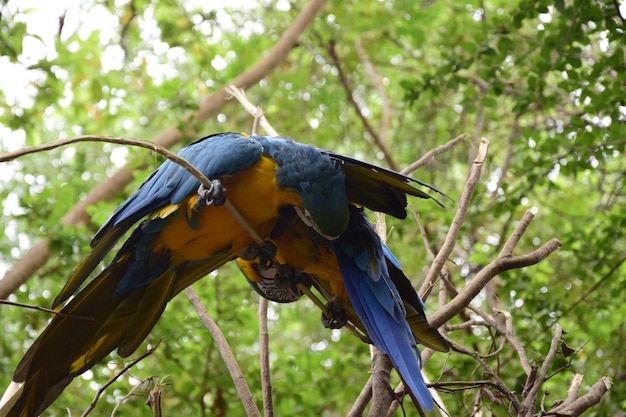 Guacamayos amarillos y azules ubicados en el parque histórico en las afueras de guayaquil hermosos pájaros