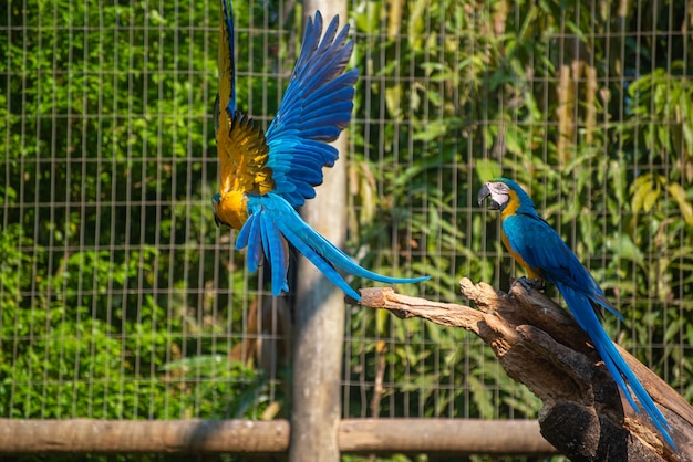 Guacamayos caninde, guacamayos hermosos en un centro de rehabilitación en Brasil antes de regresar a la naturaleza. luz natural, enfoque selectivo.