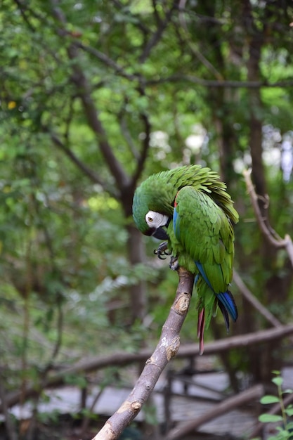 Guacamayos verdes ubicados en el parque histórico en las afueras de guayaquil hermosos pájaros