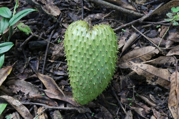 Guanábana fruta exótica madura.