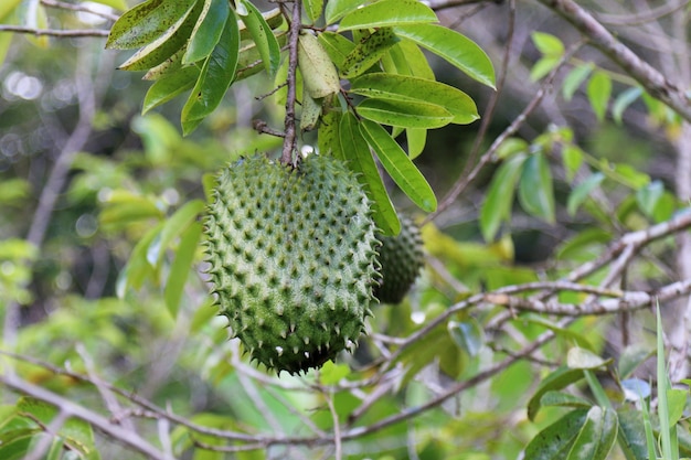 Guanábana verde o chirimoya espinosa en el árbol.