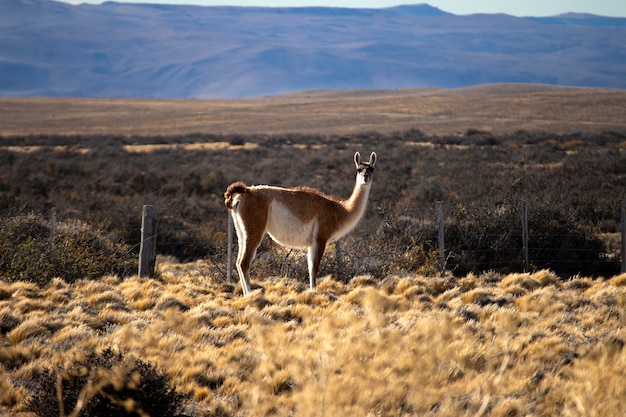 Foto guanaco argentina el calafate patagonia