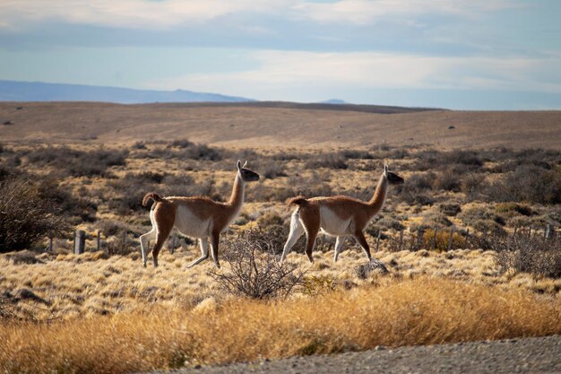 Foto guanaco argentina el calafate patagonia